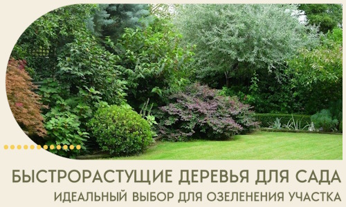 Быстрорастущие деревья для сада идеальный выбор в Южном-Сахалинске