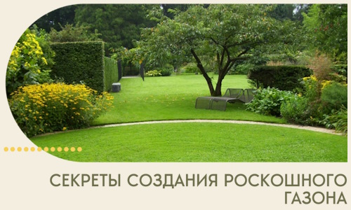 Секреты создания роскошного газона в Южном-Сахалинске